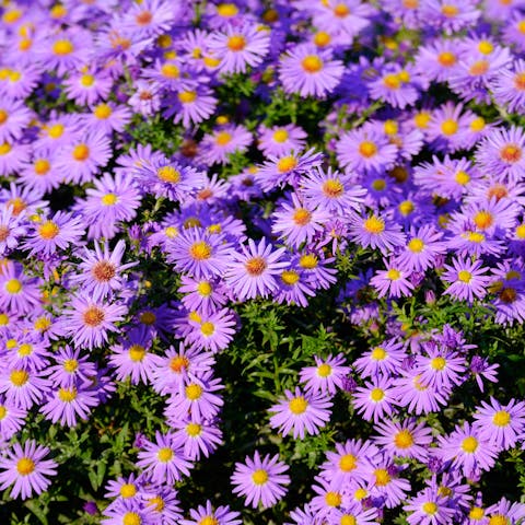 Aster Flower: The Star of the Ground