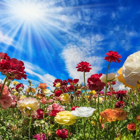 Discover the different types of flowers