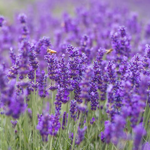 The Violet Flower: Natures Delicacy
