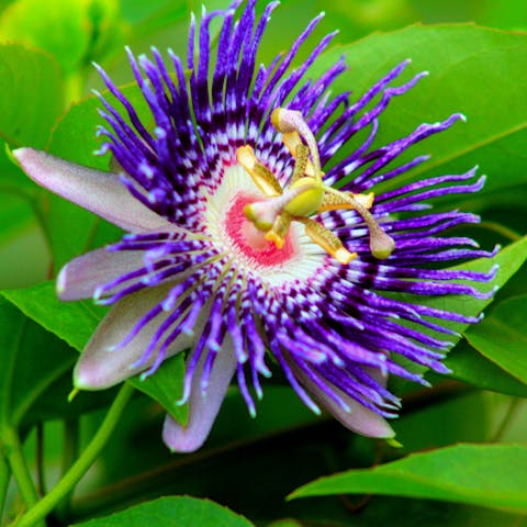 Get to Know the Passion Flower