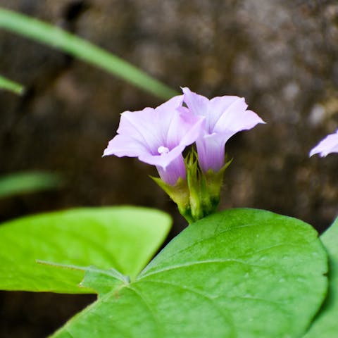 Moonflower Meaning: Origin & Symbolism