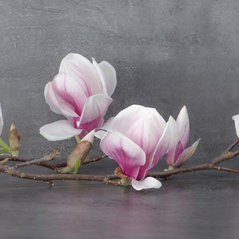 The Noble Magnolia Flower