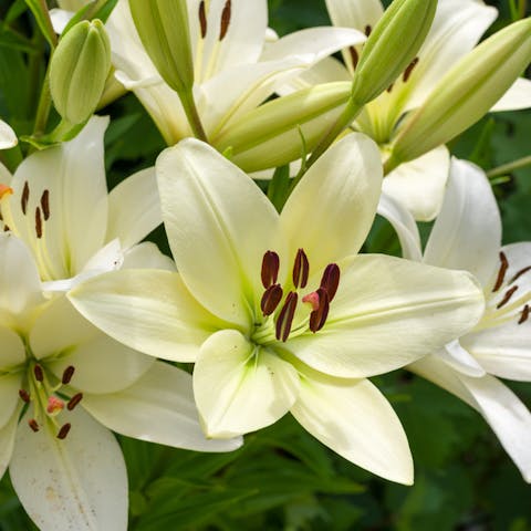 Five Beautiful Types of Lilies