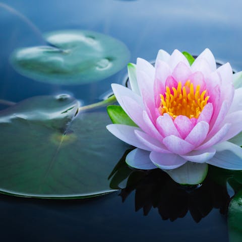 Lotus Flower Care