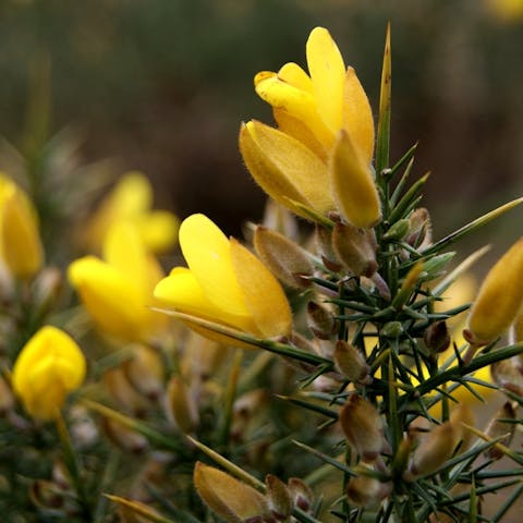 Flower Names of the Most Common Flower Species