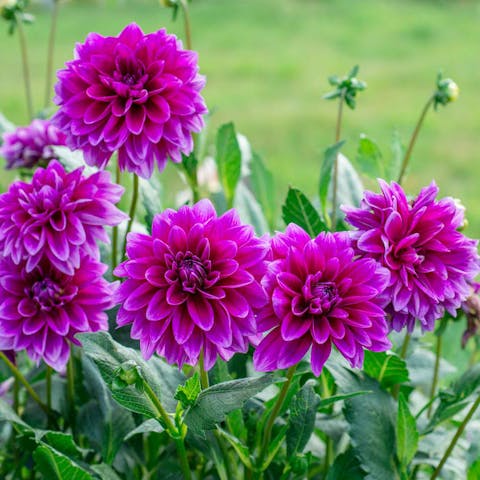 Planting and Caring for The Dahlia Flower