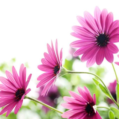 How to Care for a Daisy Flower