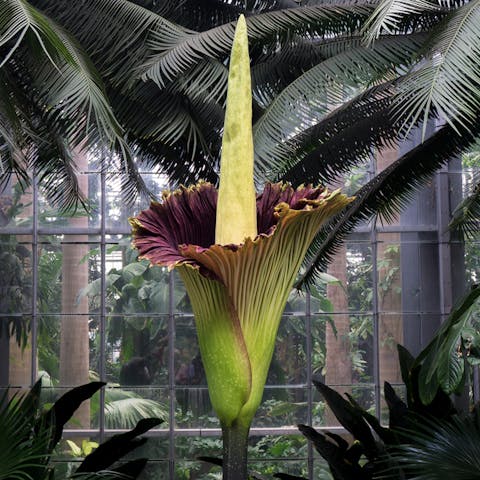 Get to Know the Corpse Flower