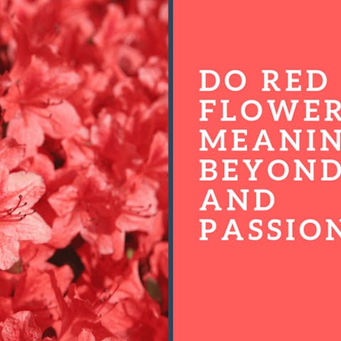 Do Red Flowers Meanings Go Beyond Love and Passion?