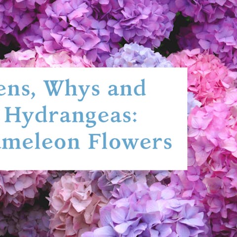 The Whens, Whys and Hows of Hydrangeas: The Chameleon Flowers