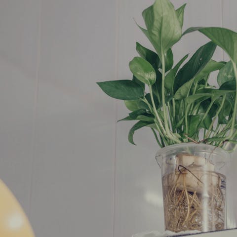 Our Expert Tips For Caring For Houseplants in Winter