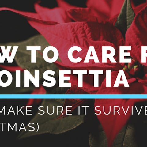 Poinsettia Care – How to Care For A Poinsettia