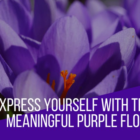 Express Yourself With The Most Meaningful Purple Flowers