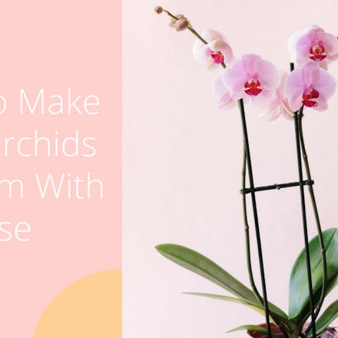 How To Make Your Orchids Rebloom With Ease