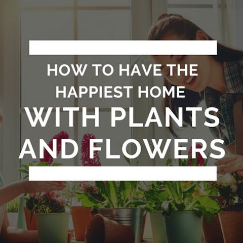 How To Have The Happiest Home With Plants and Flowers