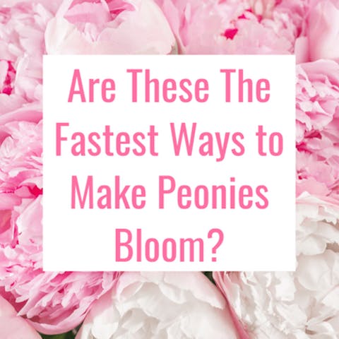 Are These The Fastest Ways to Make Peonies Bloom?