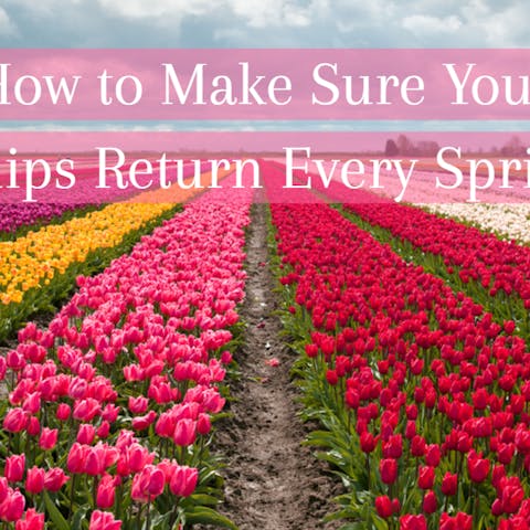 How to Make Sure Your Tulips Return Every Spring