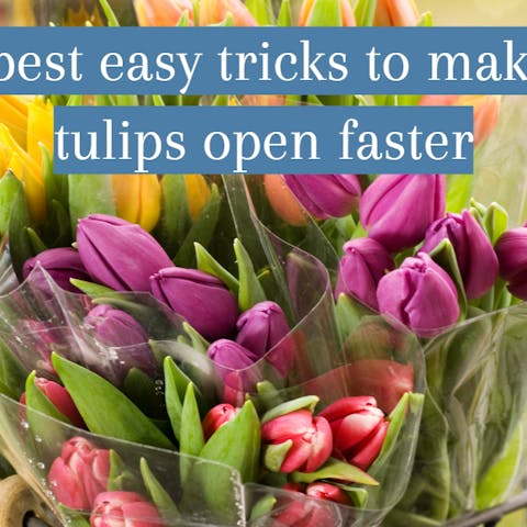The Best Easy Tricks To Make Cut Tulips Open Faster