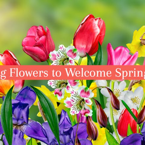 5 Amazing Flowers to Welcome Spring in Style