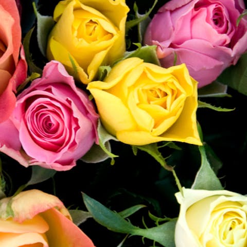 The Colours of Roses and What they Mean