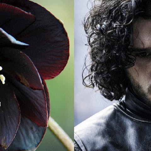 Game of Thrones: A flower for every character