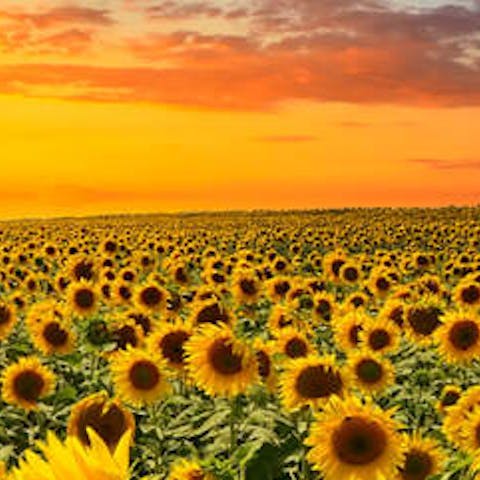Care for sunflowers: 5 top tips