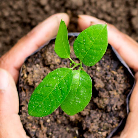 7 medicinal plants that you can grow at home