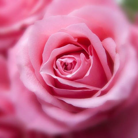 The infamous Rose