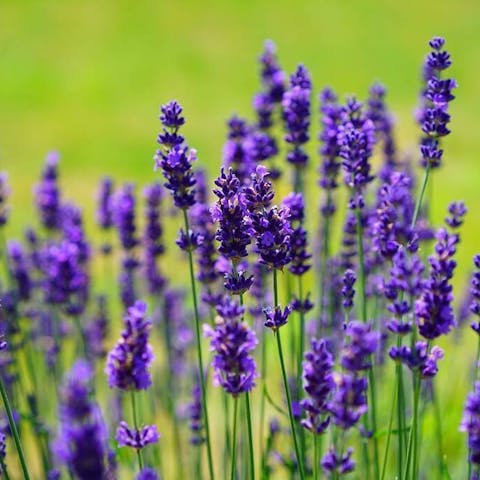 All about lavender