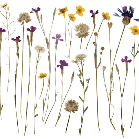 How to press flowers – The Complete Guide