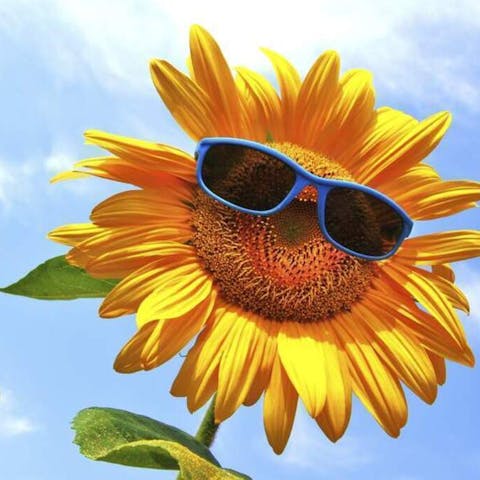 Flower of the Month: June – Sunflowers