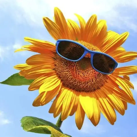 Flower-of-the-Month-June-Sunflowers Flora Queen