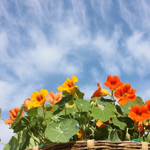Nasturtium: Bright greenery and vibrant flowers