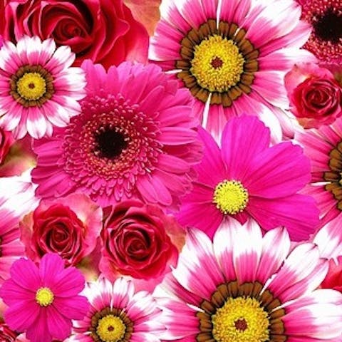 A tribute to gerbera