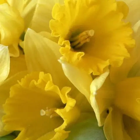 Flowers-of-the-World-Greece Flora Queen