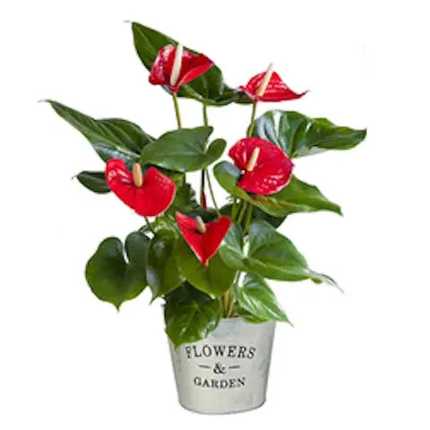 This-year-enjoy-a-stress-free-Christmas Flora Queen