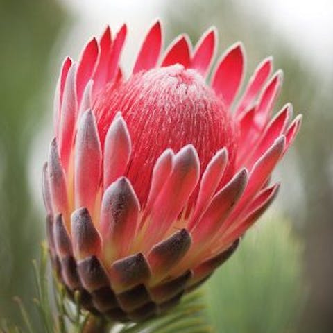 Flowers of the World: South Africa