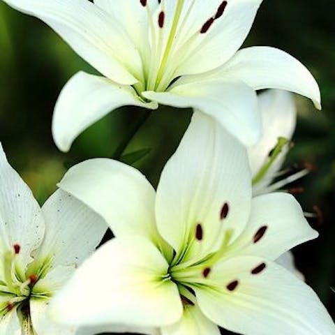 Lilies, the noblest of flowers