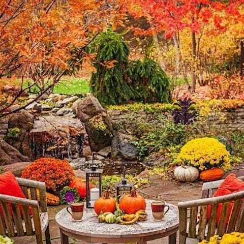 Autumn flowers: which flowers to send as a gift