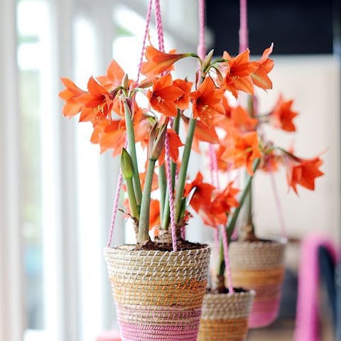 This summer, decorate your home with plants and flowers!
