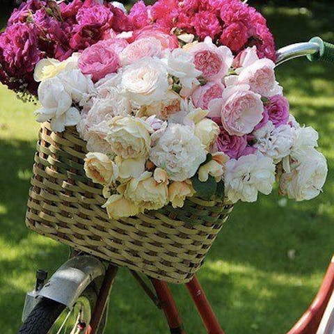 Enrich your life with summer flowers