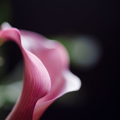 Birth Flowers