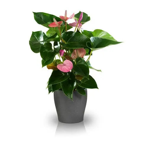 How-To-Keep-Your-Staff-Happy-Do-Not-Forget-Administrative-Professionals-Day Flora Queen