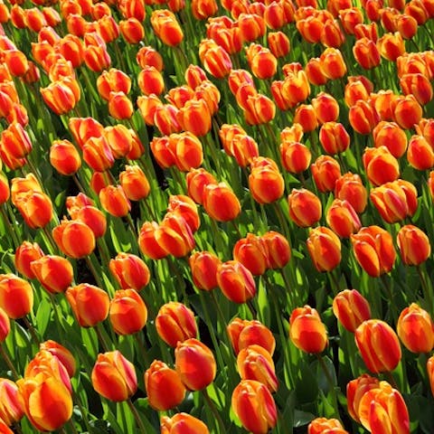 How to Choose Birthday Flowers – Flowers With a Meaning