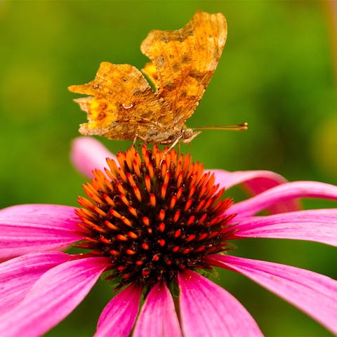 Do you know which is the most romantic butterfly?