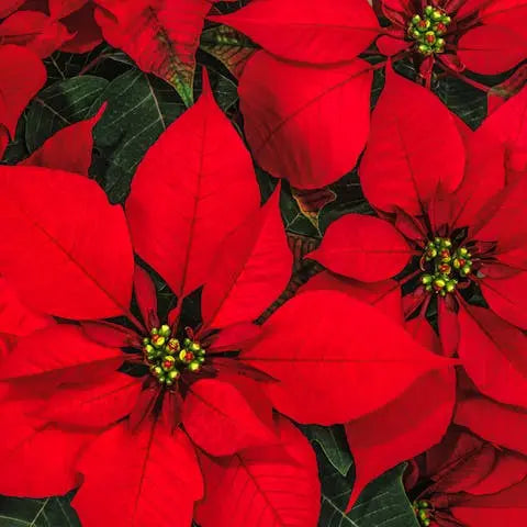 A-Flowery-Christmas Flora Queen