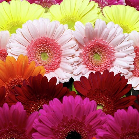 Behind the scenes at FloraQueen