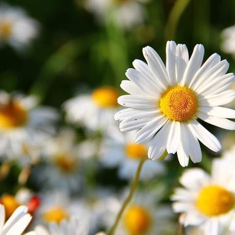 Spring Fresh: flowers, feelings and other things…..