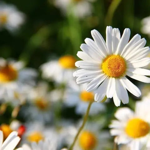 Spring-Fresh-flowers-feelings-and-other-things-.. Flora Queen