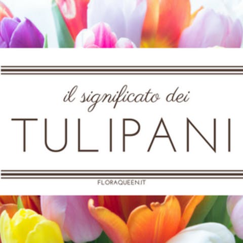 What is the Meaning of the Tulip?
